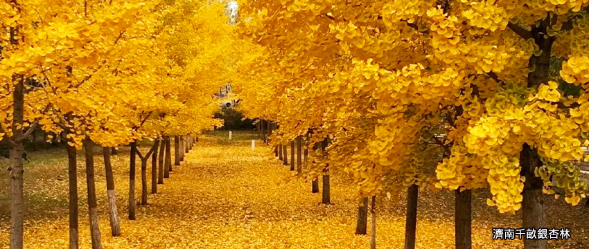 濟南千畝銀杏林